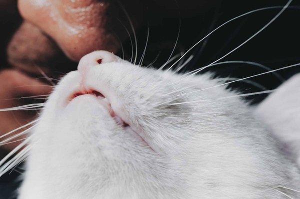 Quelles pratiques de gestion des ressources humaines sont recommandées pour les PME?